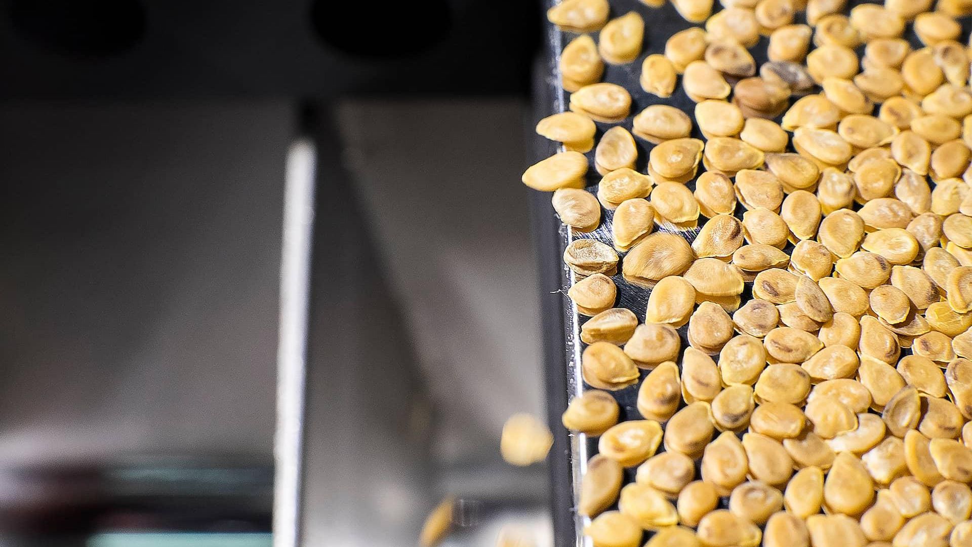 sorting seeds