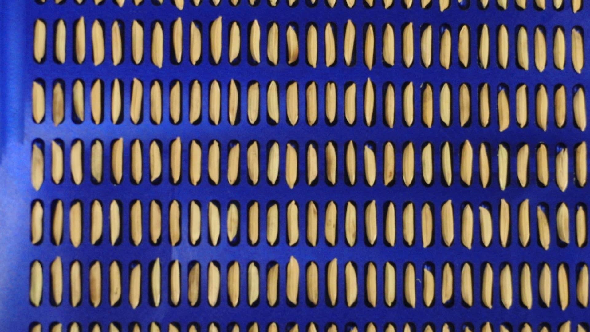 seeds-rice