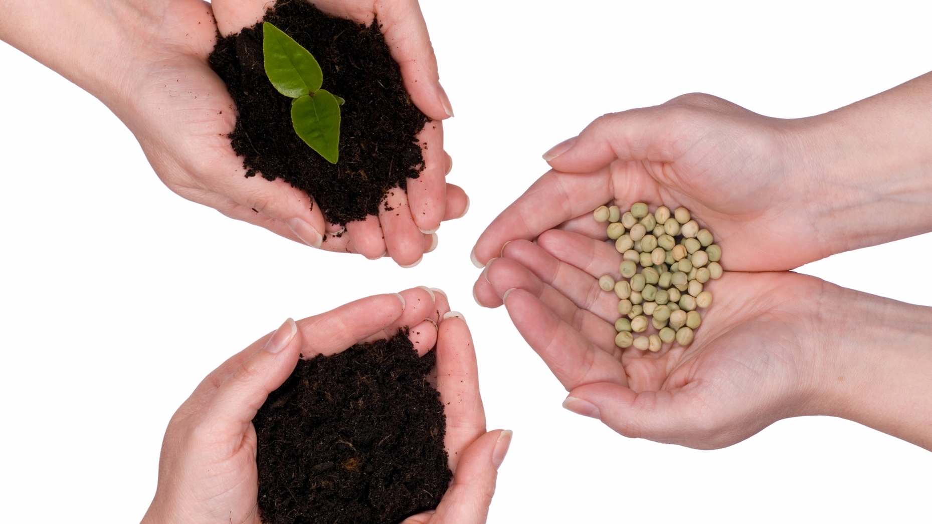 seeds2